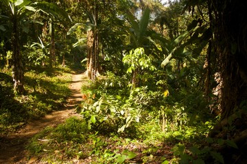 Fototapeta premium Ciudad Perdida hike in Colombia