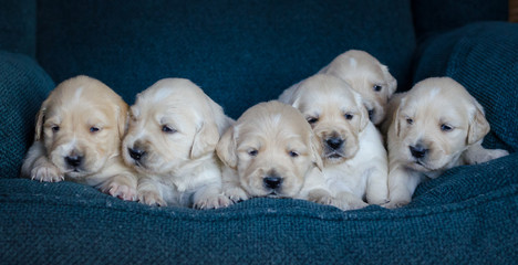Portrait of an adorable litter of golden retriever puppies or babies in a blue background