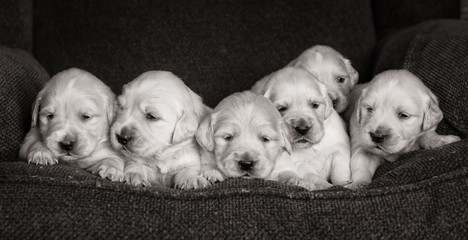 Portrait of an adorable litter of golden retriever puppies or babies in black and white