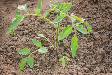 Flowering strawberry sprouts in spring and summer.