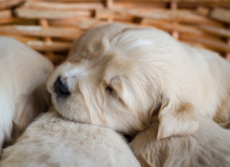 Closeup portrait of a golden retriever puppy new born sleeping in a wicker basket