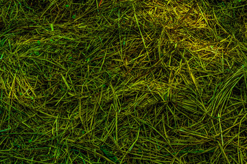 Green grass background