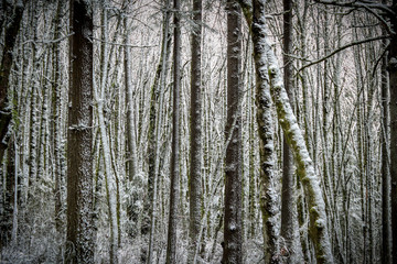 Obraz premium Color image of a snowy landscape of a winter forest right outside of Portland, Oregon.