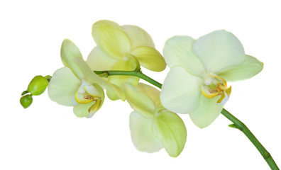 Green Orchid  isolate on white background