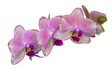 Pink mottled orchid with a purple center, three flowers, isolate on a white background