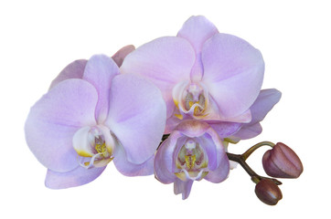 Fototapeta na wymiar pale pink speckled orchid with purple center, three flowers isolate on white background