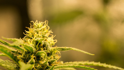 Cannabis Bud Marijuana Flower Weed Macro In Indoor