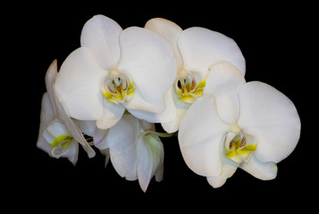 Fototapeta na wymiar white orchid with yellow center, three flowers isolate on black background