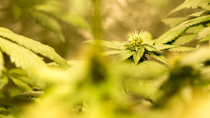 Cannabis Weed Plant Marijuana Bud In Indoor