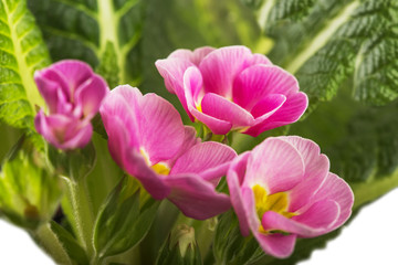 Beautiful pink flower with green leaves.