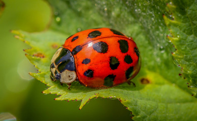 Fototapeta premium lucky charm ladybug on leaf macro with many points, insect bug portrait, have a happy day