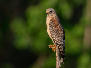 Red Shouldered Hawk  