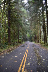 Olympic National Park, WA., U.S.A. Oct. 18, 2017. Hoh Forest autumn.  Rainy day.