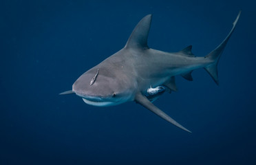 Fototapeta premium Bull Shark in Florida 