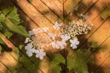 An original, sunny, experimental photograph with overlapping images. Translucent, blooming viburnum. Against the background of a wooden wall painted in golden color.