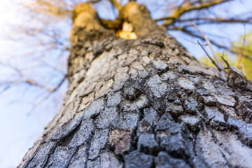 tronco de árbol con la corteza visto desde abajo