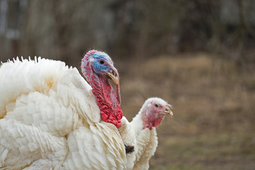 White turkeys in the private yard