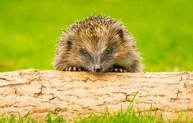 Hedgehog juvenile, Erinaceus Europaeus, wild, free roaming hedgehog, taken from a wildlife garden hide to monitor health and population of this favourite but declining mammal, space for copy	