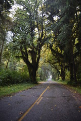 Olympic National Park, WA., U.S.A. Oct. 18, 2017. Hoh Forest autumn.  Rainy day.