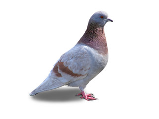 City rock dove