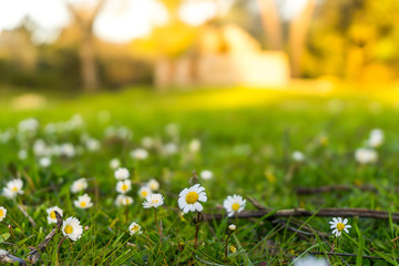 manto de hierba con margaritas en primer plano