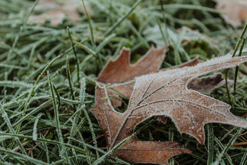 White Frost Edged Red Oak Leaf in Green Grass on Winter's Threshold