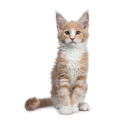 Fototapeta na wymiar Bold cute creme with white Maine Coon cat kitten sitting straight up facing front. Looking beside camera with brown curious eyes. Isolated on white backround. Tail curled around body.