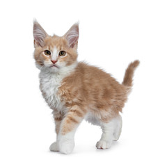Fototapeta na wymiar Bold cute creme with white Maine Coon cat kitten standing / walking side ways. Looking straight at camera with brown curious eyes. Isolated on white backround. Tail fierce in air. 