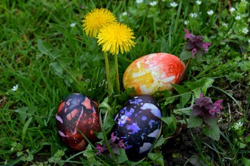 Easter eggs on grass and dandelion