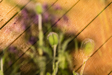 Solar, experimental photograph with overlapping images. Buds of poppies and purple spots of blurry...