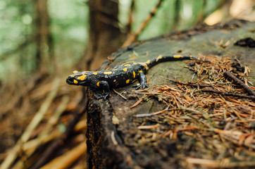 Fire salamander in wild nature. Salamandra