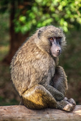 baboon poses on a wooden beam