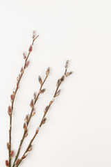 branch of pussy willow top view with copy space for your text. flat lay.  © siggi1956