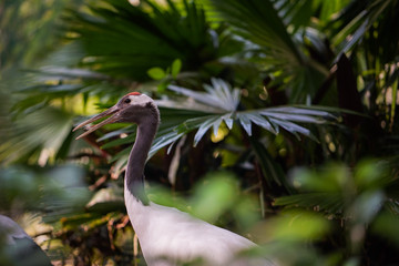Exotic bird in the jungle