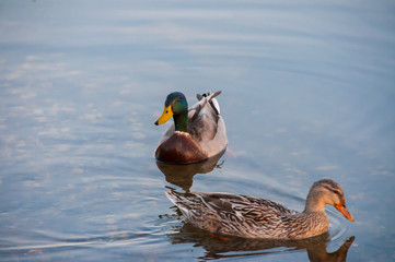 Ducks in their natural environment