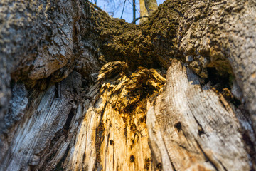 tronco de &aacute;rbol centenario envejecido