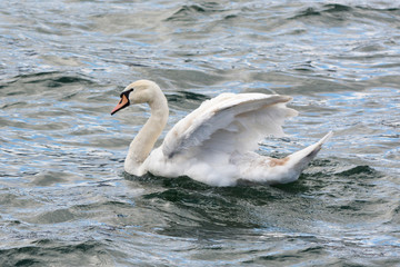 Naklejka premium The mute swan is drying its feathers