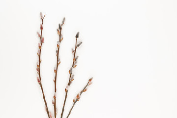 branch of pussy willow twig catkinstop view with copy space for your text. flat lay. 
