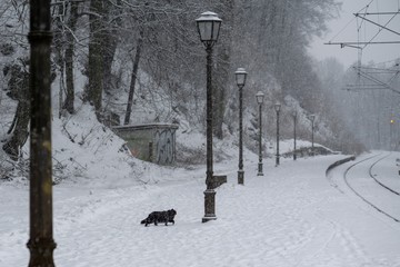Black cat on the railways covered by snow during snowfall in cold winter. Slovakia