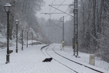 Black cat on the railways covered by snow during snowfall in cold winter. Slovakia