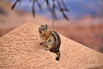 squirrel 