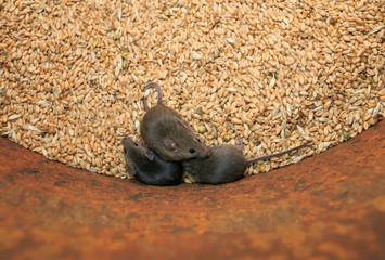 three funny rodents little gray mice sit in a barrel with a stock of wheat grains, spoil the harvest and look up scared