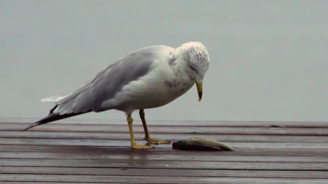 Greedy, Gluttonous Seagull tries a couple of times to eat a fish whole.
