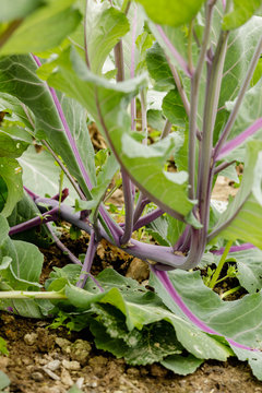 Collards