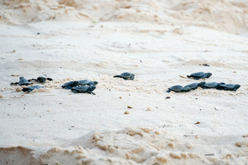 Baby turtles doing their first steps to the ocean. Praia Do Forte, Bahia, Brazil. Little Sea Turtle Cub, Crawls along the Sandy shore in the direction of the ocean to Survive, Hatched, New Life.