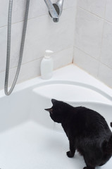 The cat is watching the dripping drops in the white bath