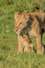 Lioness and Cub