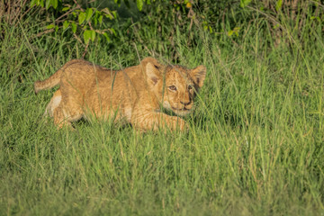 lion cub