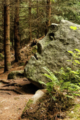 Face in the rock covered by green moss