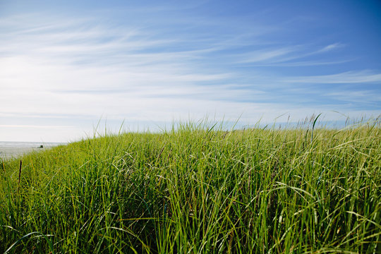 Lucious Grassy Dunes at Beach